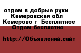 отдам в добрые руки  - Кемеровская обл., Кемерово г. Бесплатное » Отдам бесплатно   
